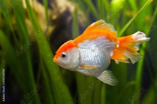 juvenile oranda goldfish, commercial aqua trade breed of wild Carassius auratus carp, curious and weird ornamental fish in low light nature planted design tank