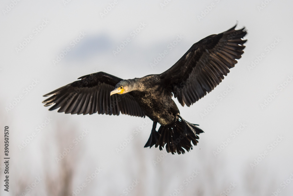Fototapeta premium Great cormorant flying