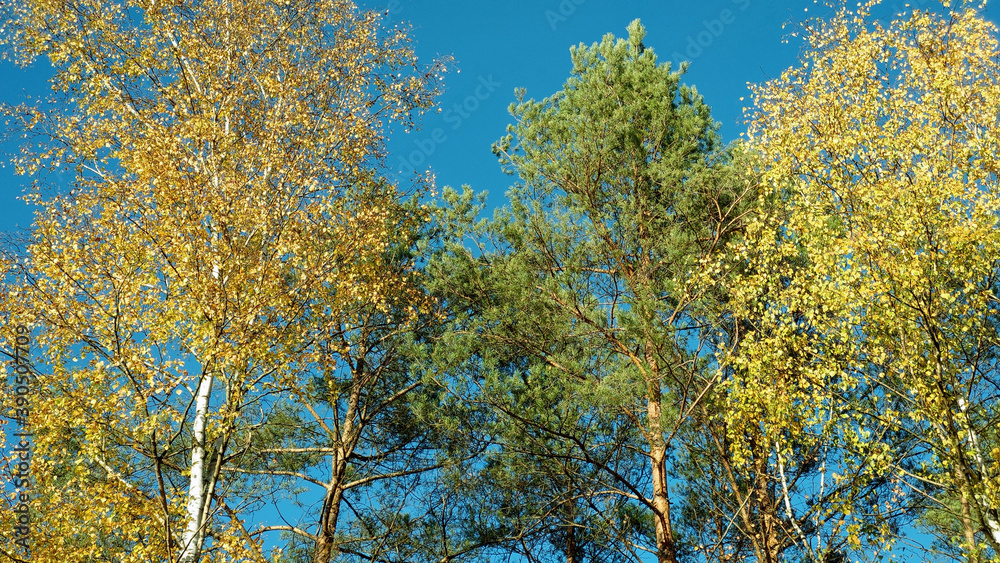large tall trees in the forest against the blue sky and sunset autumn colors