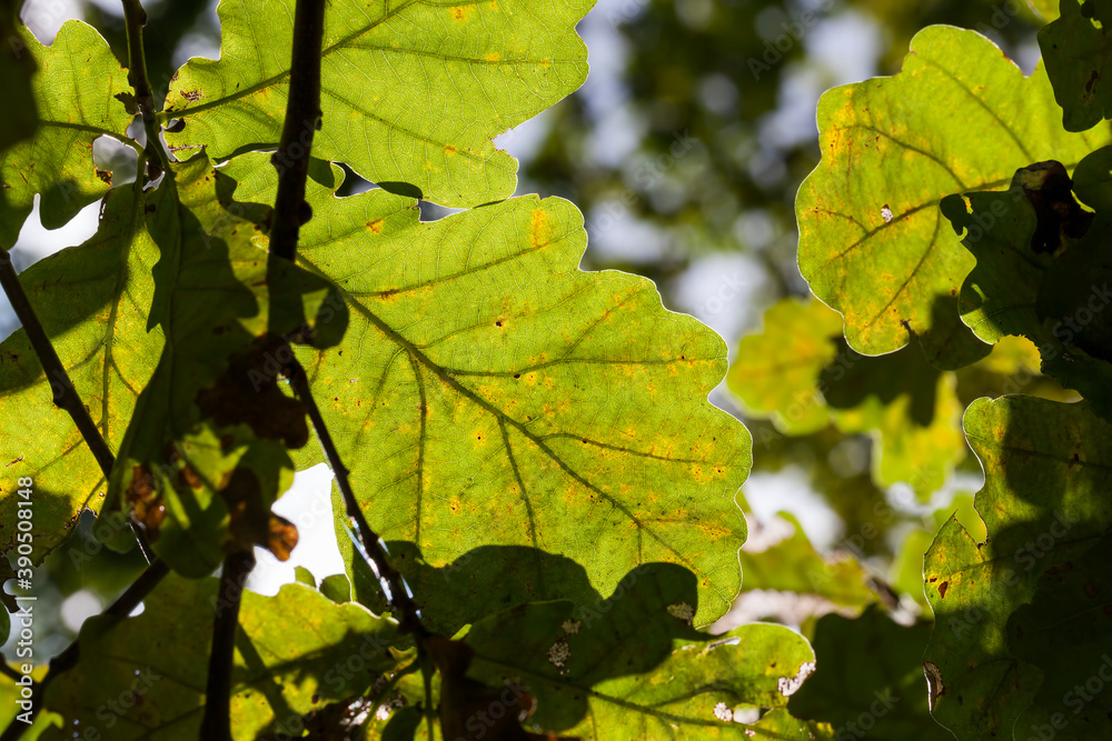 influence and impact of the autumn season on nature influence and impact of the autumn season on nature