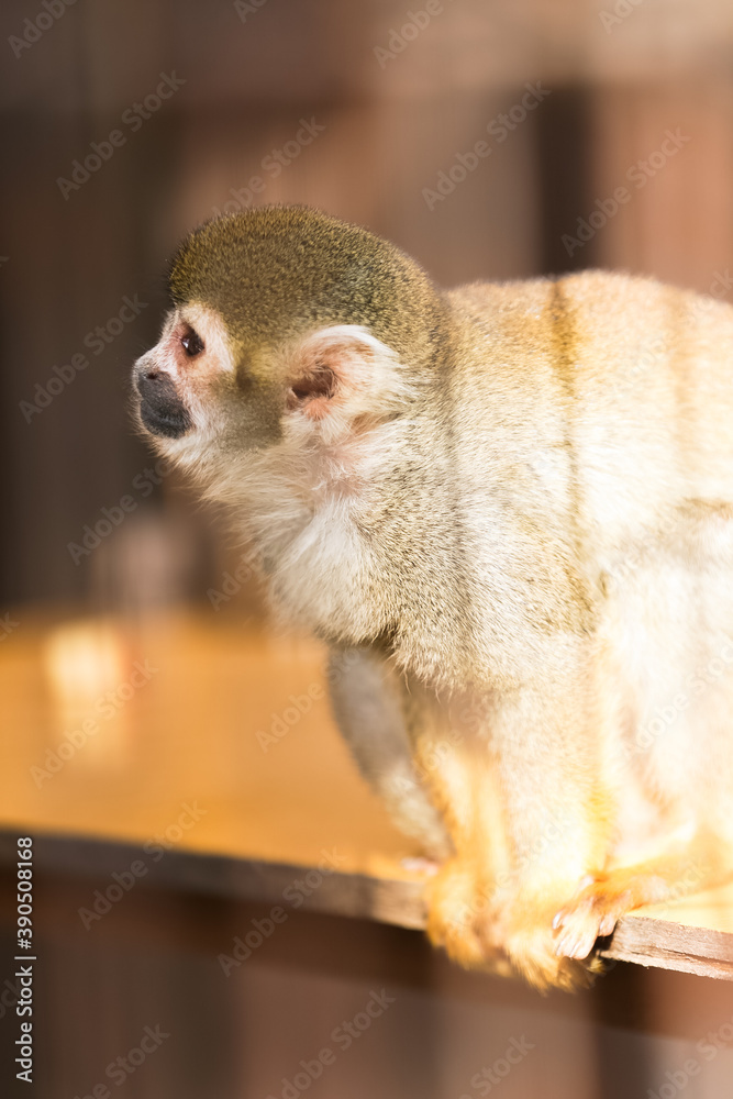 Fototapeta premium 神奈川県・平塚市総合公園ふれあい動物園