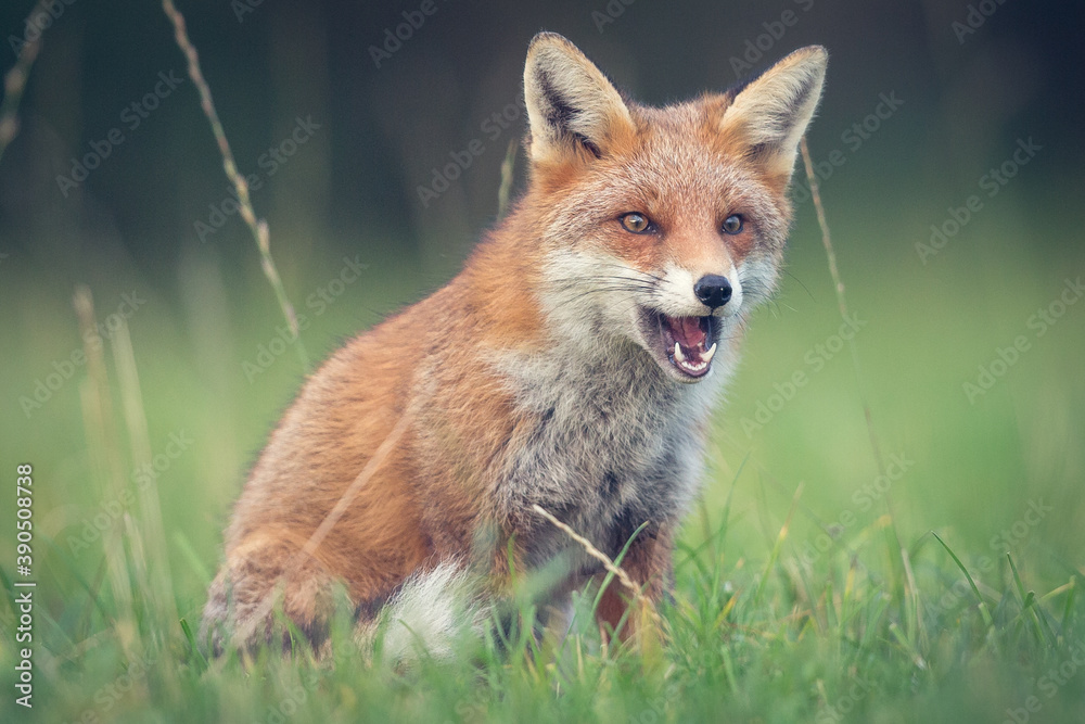 Red fox photographed in Ireland Co Carlow Red fox photographed in Ireland Co Carlow