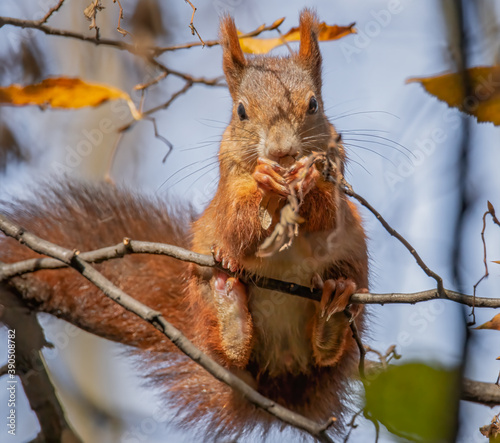 Knabberndes Eichhörnchen im Baum photo