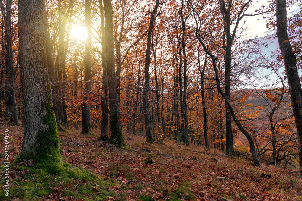 Moss on the tree in the autumn forest with sunight in Kőszeg mountain Hungary Moss on the tree in the autumn forest with sunight in Kőszeg mountain Hungary