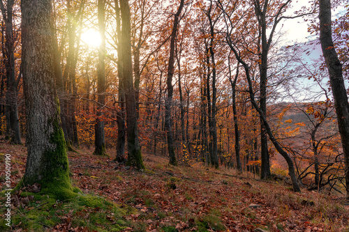 Moss on the tree in the autumn forest with sunight in Kőszeg mountain Hungary
