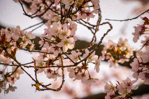 Cherry blossoms bloom on a tree