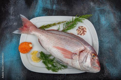 fish on a rustic wooden floor - Common dentex , Pink dentex, Dentex dentex, Dentex gibbosus