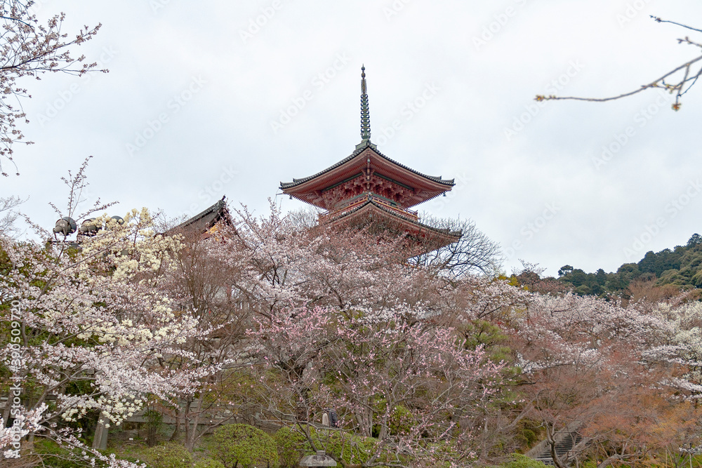 Cherry blossom at Kiyomizudera in Kyoto, Japan