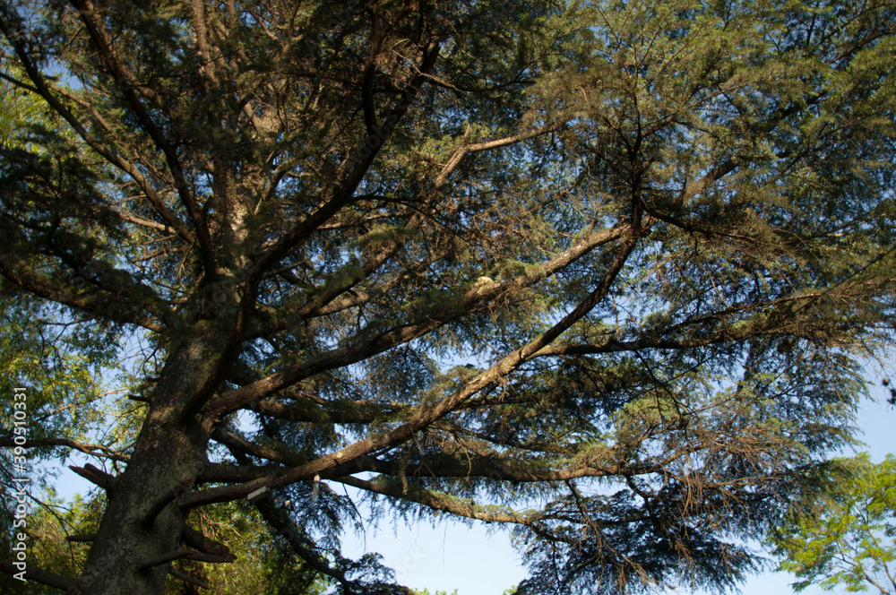 trees and sky trees and sky