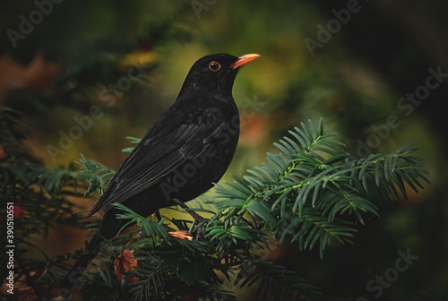 Amsel im letzten Sonnenlicht