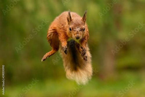Jumping Red Squirrel (Sciurus vulgaris) wild animals photographed against a green background. 