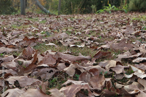 Dry autumn leaves on the ground make for a fall background or wallpaper