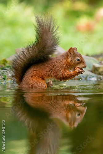 Red Squirrel (Sciurus vulgaris) wild animals photographed against a green background.  © Chris Chambers