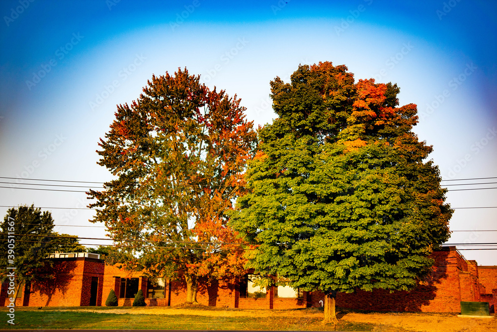 Naklejka premium autumn landscape with trees