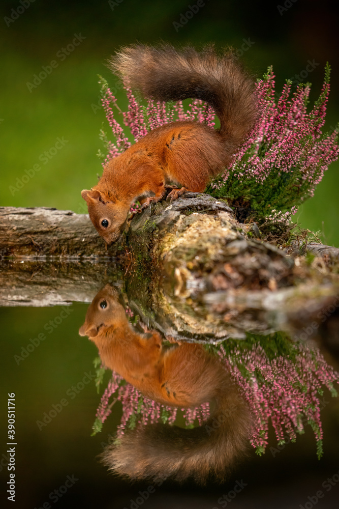 Red Squirrel (Sciurus vulgaris) wild animals photographed against with a. reflection and purple heather against a green background. 