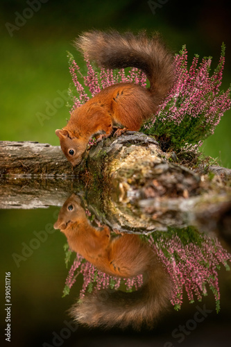 Red Squirrel  Sciurus vulgaris  wild animals photographed against with a. reflection and purple heather against a green background. 