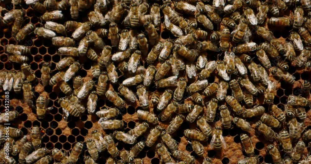 Close up shot of living beehive. Busy insects are preparing their colony for winter. Bees taking care of larvae and packing up cells - collective work concept 4k footage Close up shot of living beehive. Busy insects are preparing their colony for winter. Bees taking care of larvae and packing up cells - collective work concept 4k footage