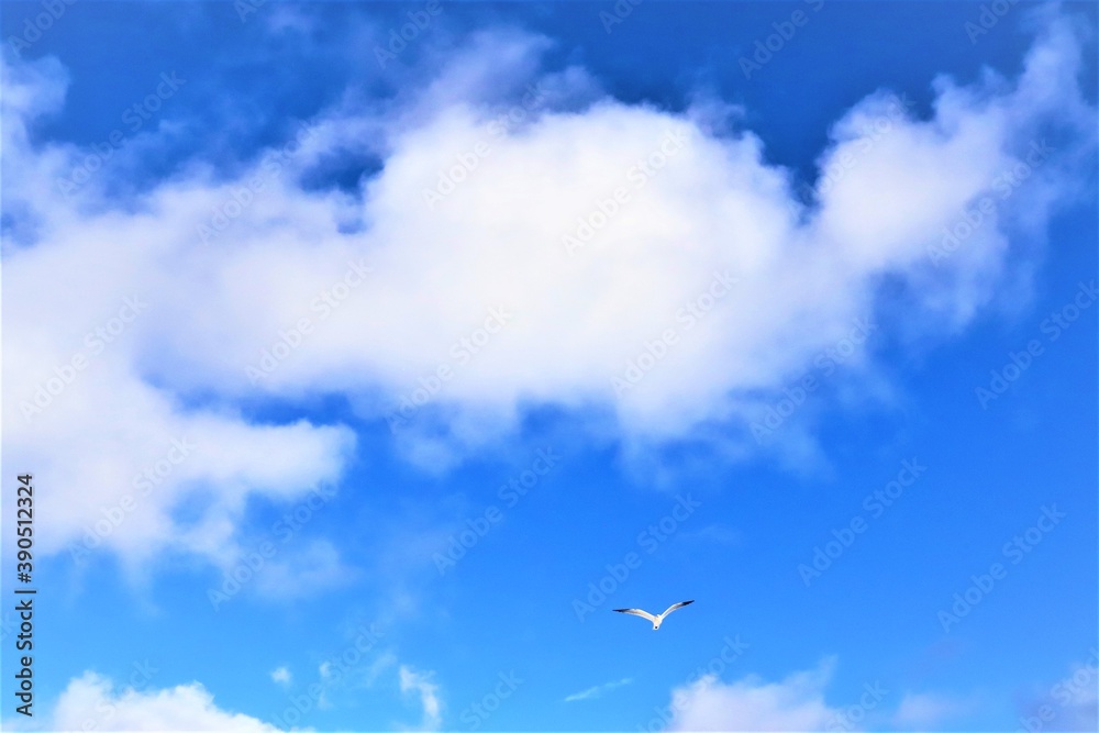 The bird flies in the blue sky, the line flaps its wings