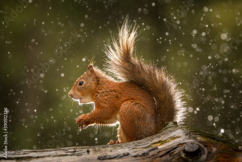 Canvas Print Red Squirrel (Sciurus vulgaris) in the rain