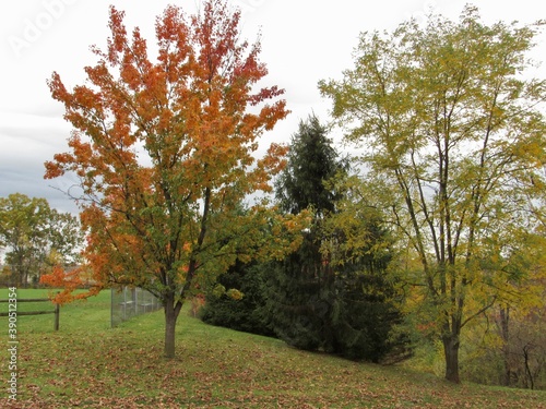 autumn trees in the park