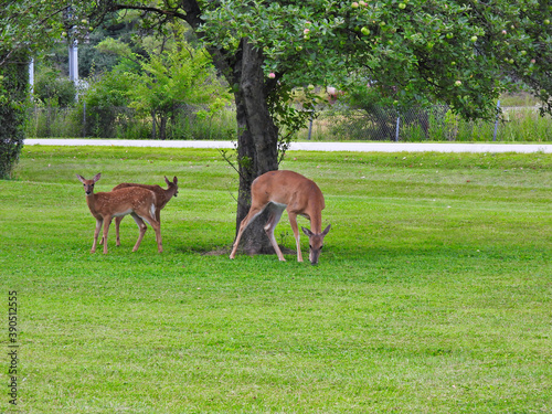 Two White-Tailed Deer Fawns Join Their Mother Doe and Take Advantage of Fallen Crab Apples Under the Tree on the Roadside on a Summer Morning © Jennifer Davis