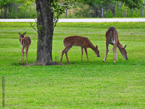 A Mother White-Tailed Deer Doe and Her Two Fawns Take Advantage of Fallen Crab Apples Under the Tree on the Roadside on a Summer Morning