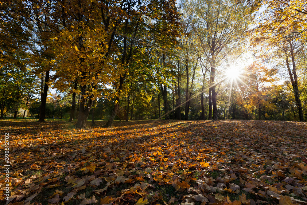 maple foliage in the autumn season