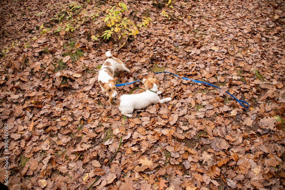 Obraz premium walk in the woods with a jack russel terrier