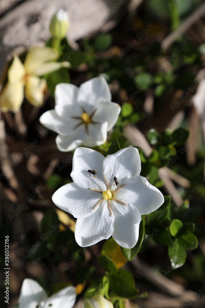Closeup of beautiful white gardenia flower with native honey bees collecting pollen Closeup of beautiful white gardenia flower with native honey bees collecting pollen