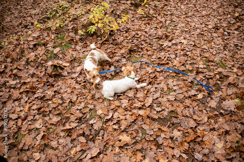 walk in the woods with a jack russel terrier
