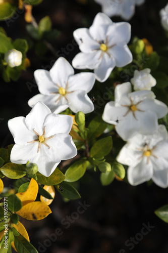 Closeup of beautiful white gardenia flower with native honey bees collecting pollen