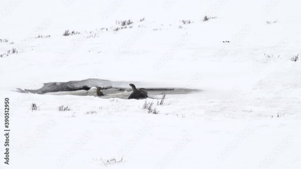 winter shot of three river otter at a partially frozen pond in yellowstone national park of montana, usa winter shot of three river otter at a partially frozen pond in yellowstone national park of montana, usa