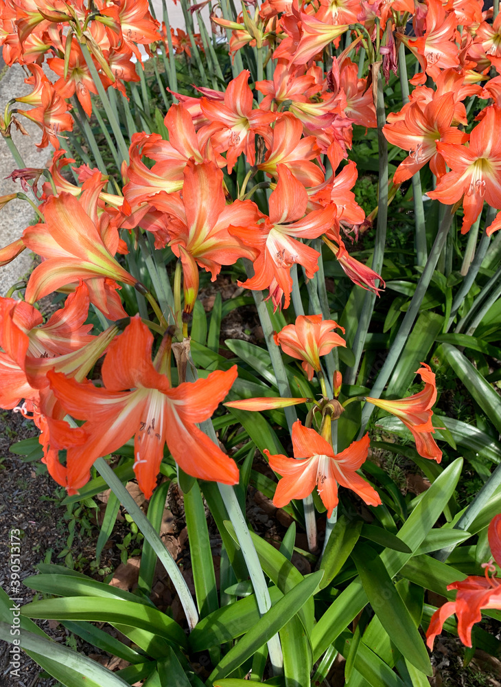 Closeup of beautiful orange Amaryllis flowers Closeup of beautiful orange Amaryllis flowers