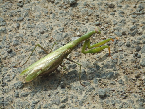 Praying Mantis resting in the sun