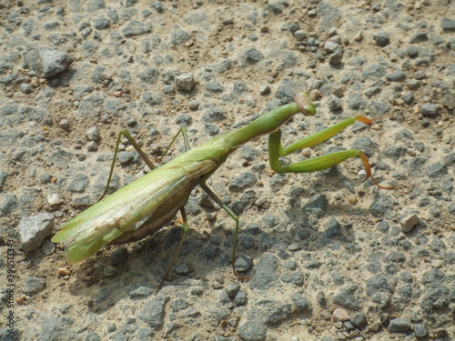 Praying Mantis resting in the sun