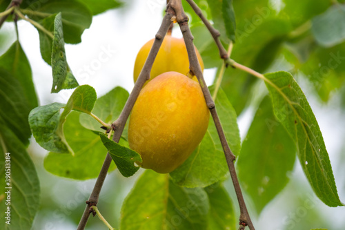 yellow plum, orchard, fruit tree, garden