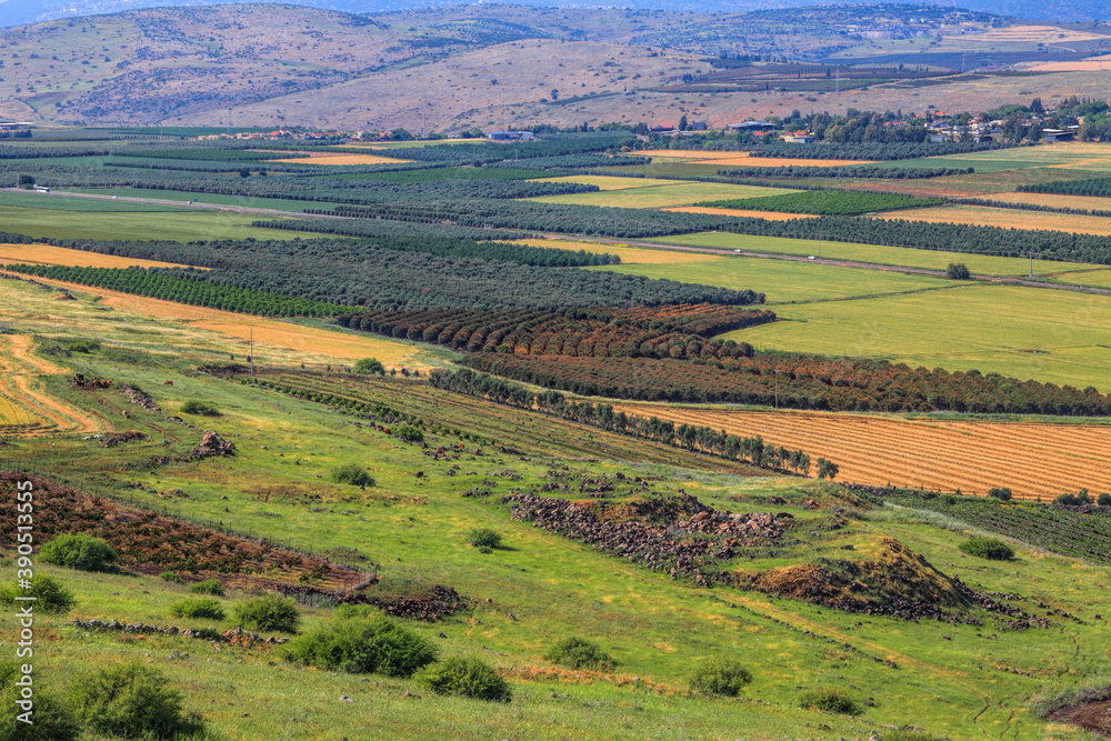 Naklejka premium Agricultural valley Arbel. Beautiful landscape of green fields, arable lands, olive plantations and wheat harvesting. Low Galilee, Israel