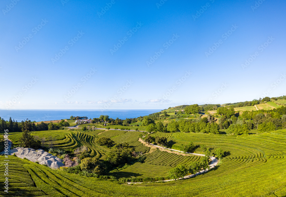 Panoramic Landscape view in the Tea Plantation of 