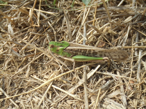 Large green grasshopper, resting in the sun in southern France