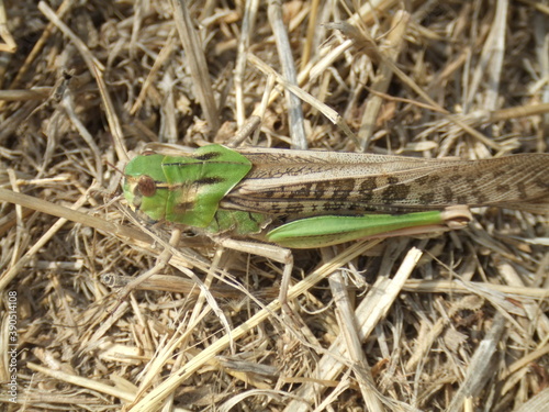 Large green grasshopper, resting in the sun in southern France