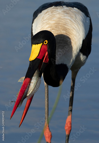 Vertical portrait of an adult saddle billed stork with fish in Kruger Park in South Africa