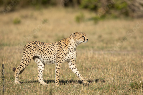 Adult cheetah walking in morning sunshine in Masai Mara in Kenya