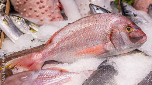 A big pink dentex in a fish market. Common dentex (Dentex dentex)
