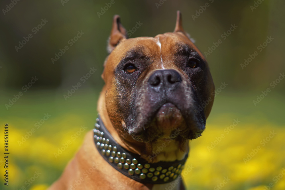 The portrait of a serious red and white American Staffordshire Terrier dog with cropped ears and a collar posing outdoors in a green grass with yellow dandelion flowers
