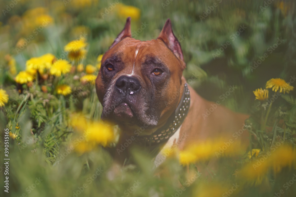 The portrait of a serious red and white American Staffordshire Terrier dog with cropped ears and a collar posing outdoors lying down in a green grass with yellow dandelion flowers