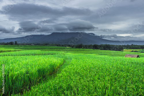 views of the vast green rice fields with cloudy covered mountains in Indonesia
