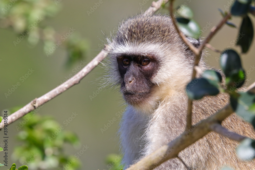Vervet Monkey In Tree Looking (Chlorocebus pygerythrus), Mossel Bay, South Africa Vervet Monkey In Tree Looking (Chlorocebus pygerythrus), Mossel Bay, South Africa