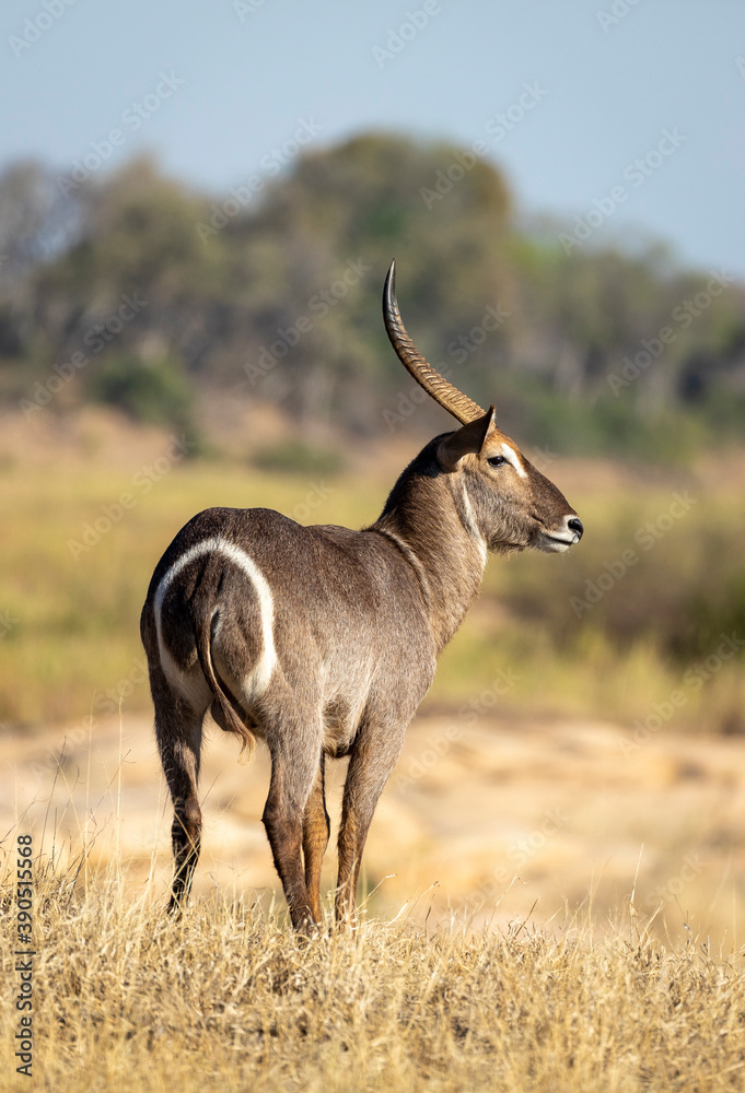 Fototapeta premium Vertical portrait of an adult male water buck standing in afternoon light in Kruger Park in South Africa