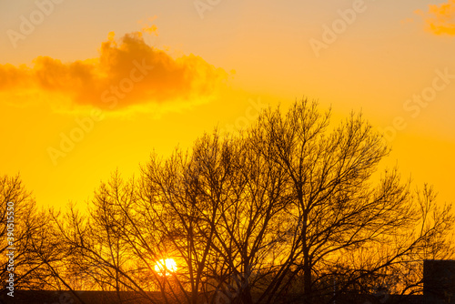 Trees in autumn colors in a field at sunrise under a blue bright sky in sunlight at fall  Almere  Flevoland  The Netherlands  November 5  2020