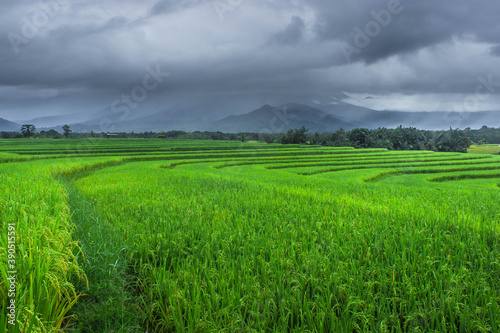 Beautiful natural view of green rice terraces in the morning in North Bengkulu  asia